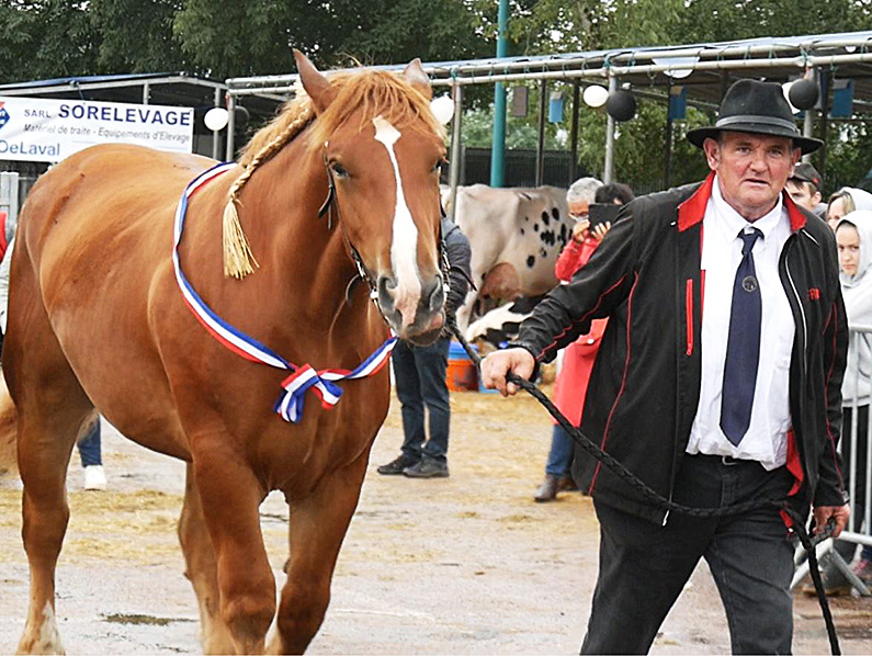 Concours départemental équin De beaux chevaux Lotois