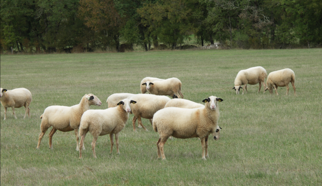 Demandes aides ovines caprines 2022