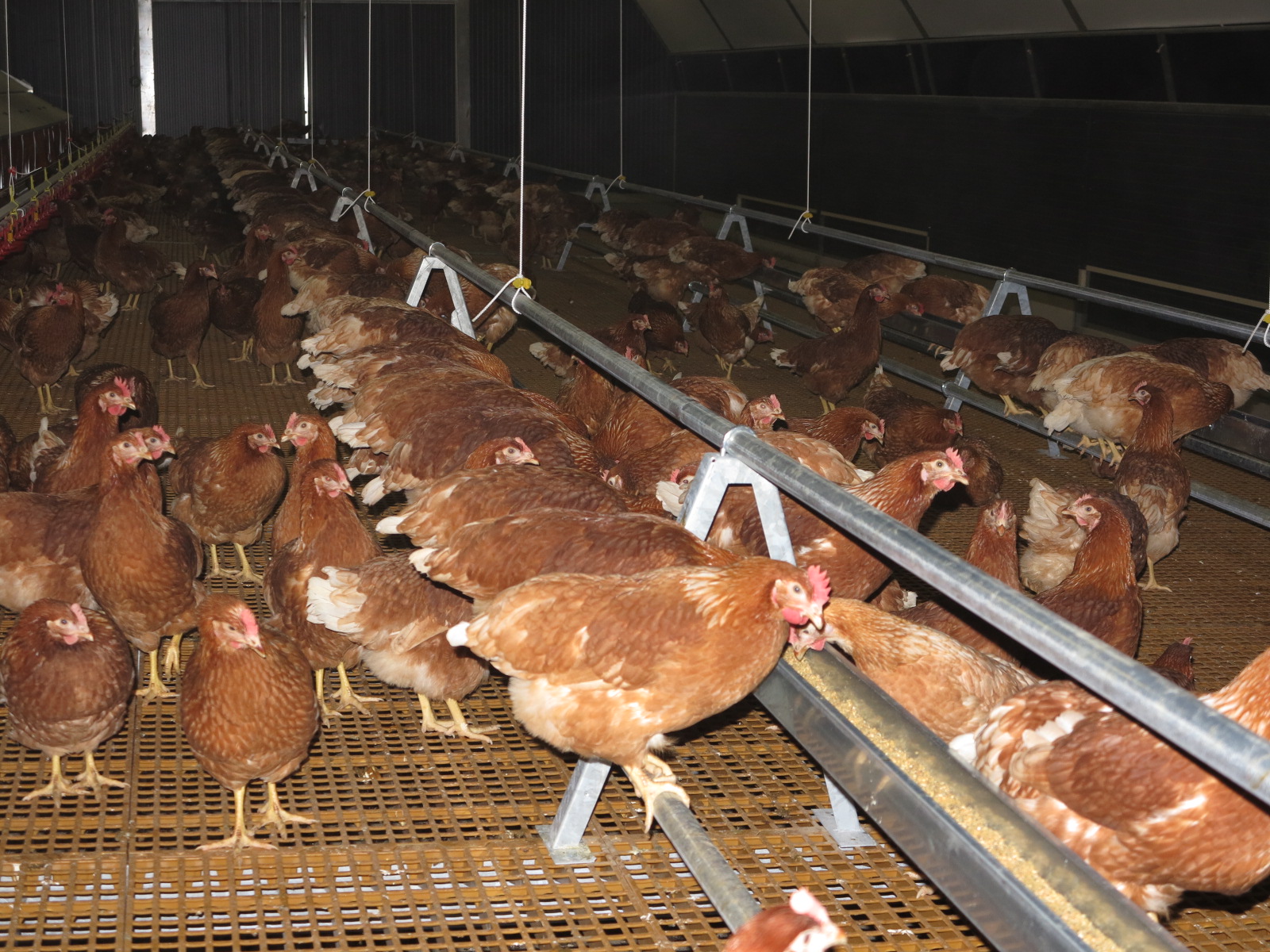 Influenza aviaire L’épidémie flambe, l’Etat renforce l’abattage !