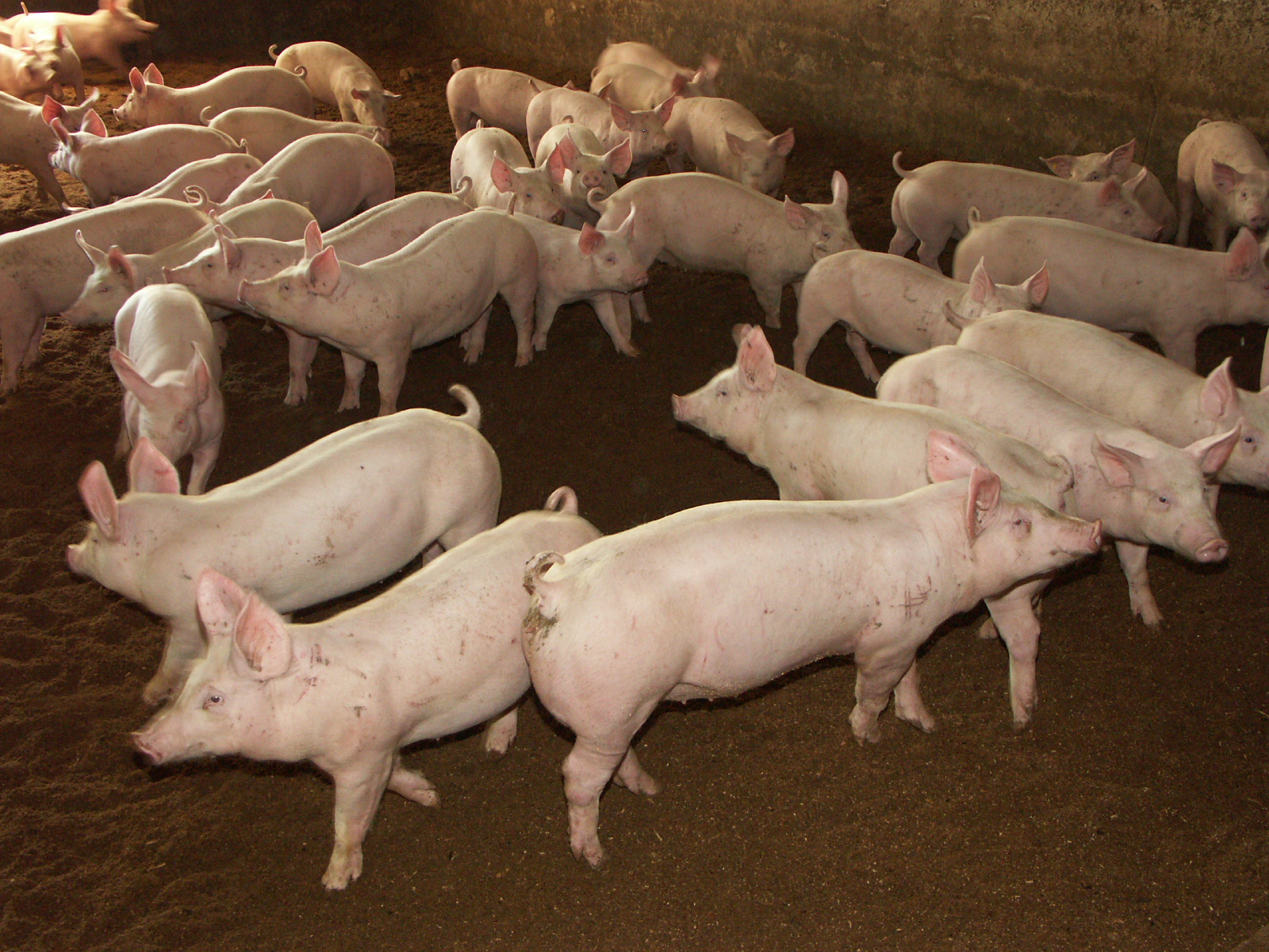 Crise de la filière porcine :  le formulaire pour la demande de prise en charge  des cotisations et contributions sociales est en ligne