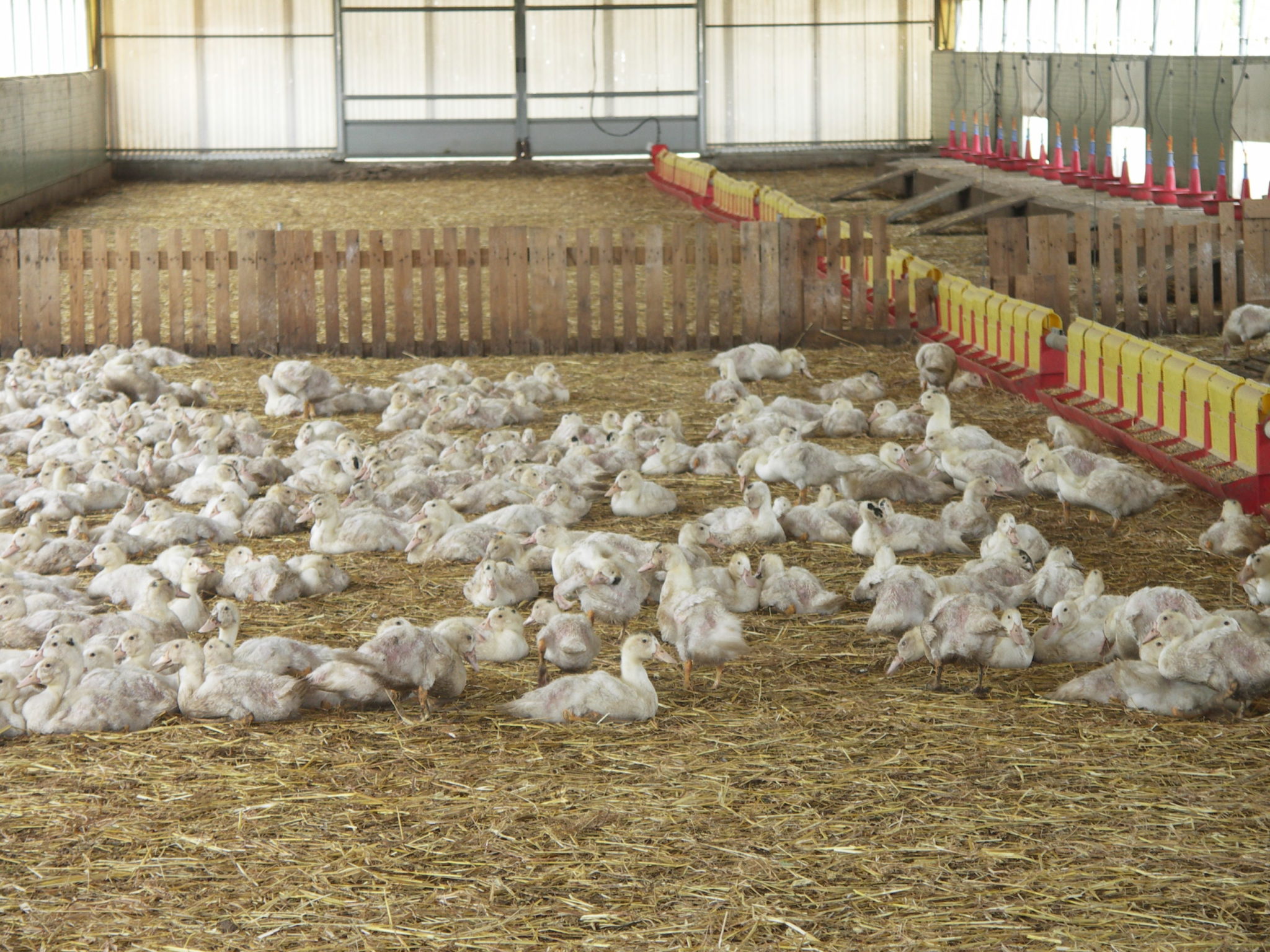 Épidémie d’influenza aviaire Abaissement du niveau de risque