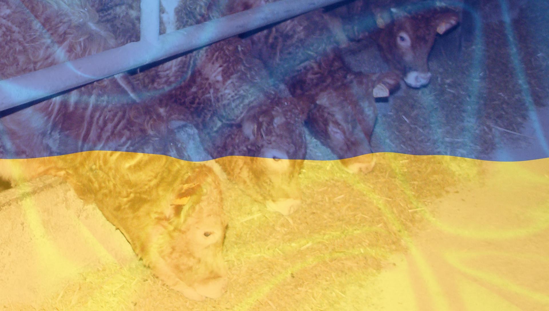 Ukraine : Aide Alimentation Animale