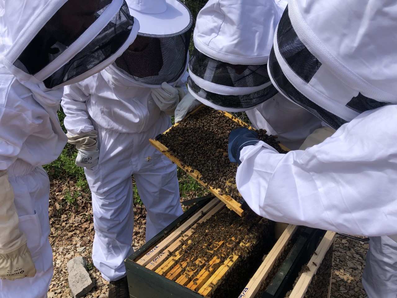 S’installer en apiculture en Occitanie : l’ADA Occitanie vous réponds
