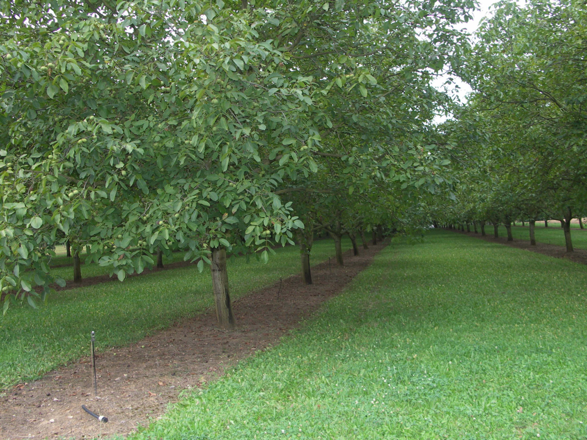 Récolte noix et châtaignes : L’irrigation déterminante pour la qualité