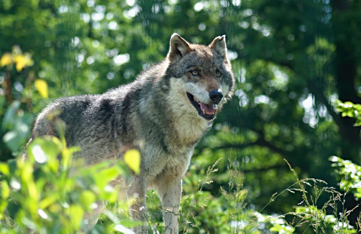Attaques récentes de brebis : Réactivation du comité départemental loup