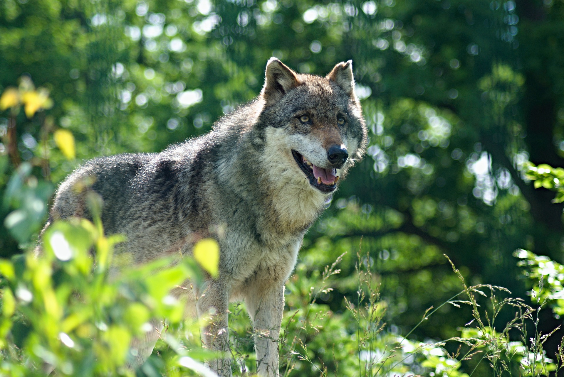 Loup : Aide à la protection des troupeaux contre la prédation du loup 2023