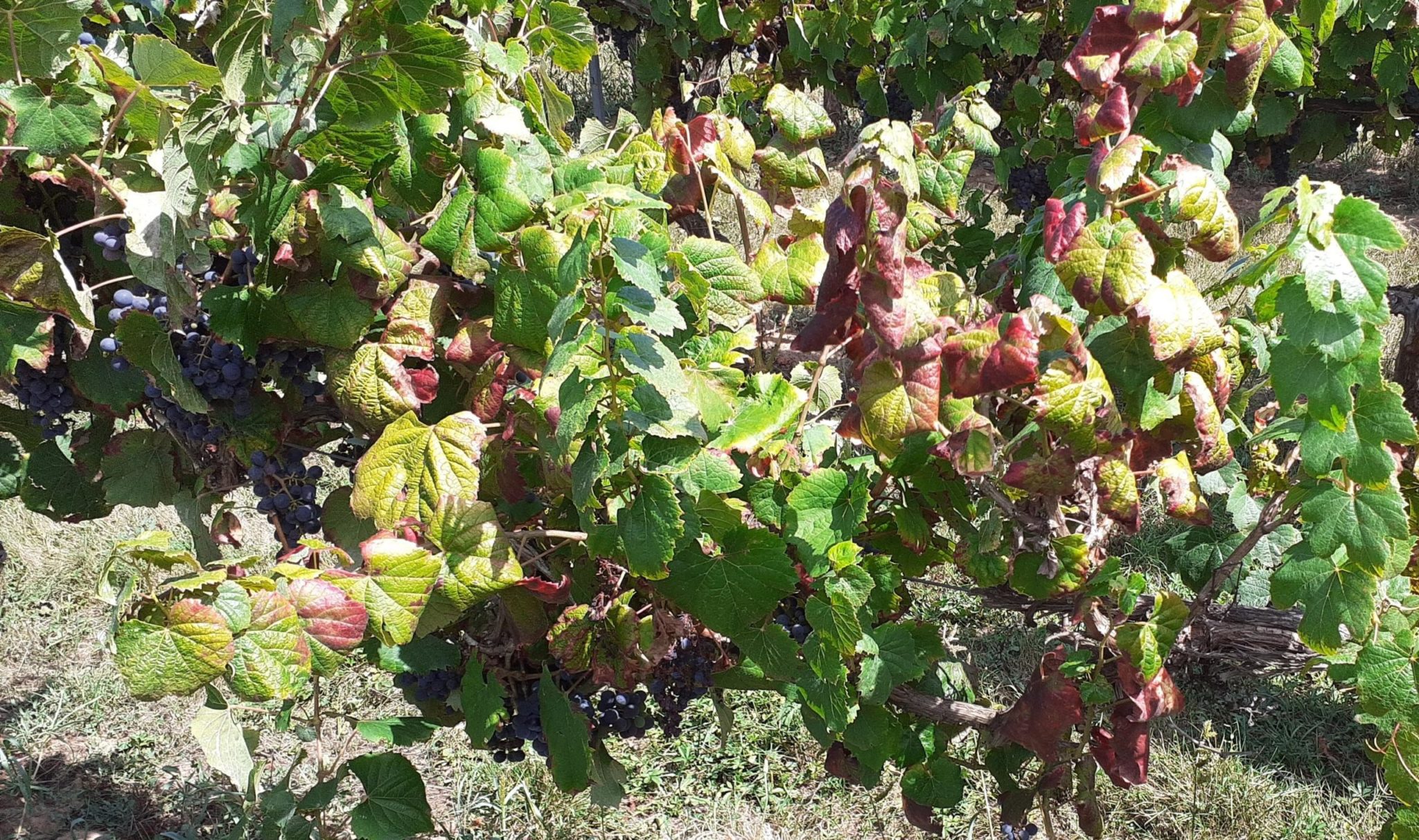 Lutte contre la Flavescence dorée : Une réglementation renforcée pour la préservation du vignoble