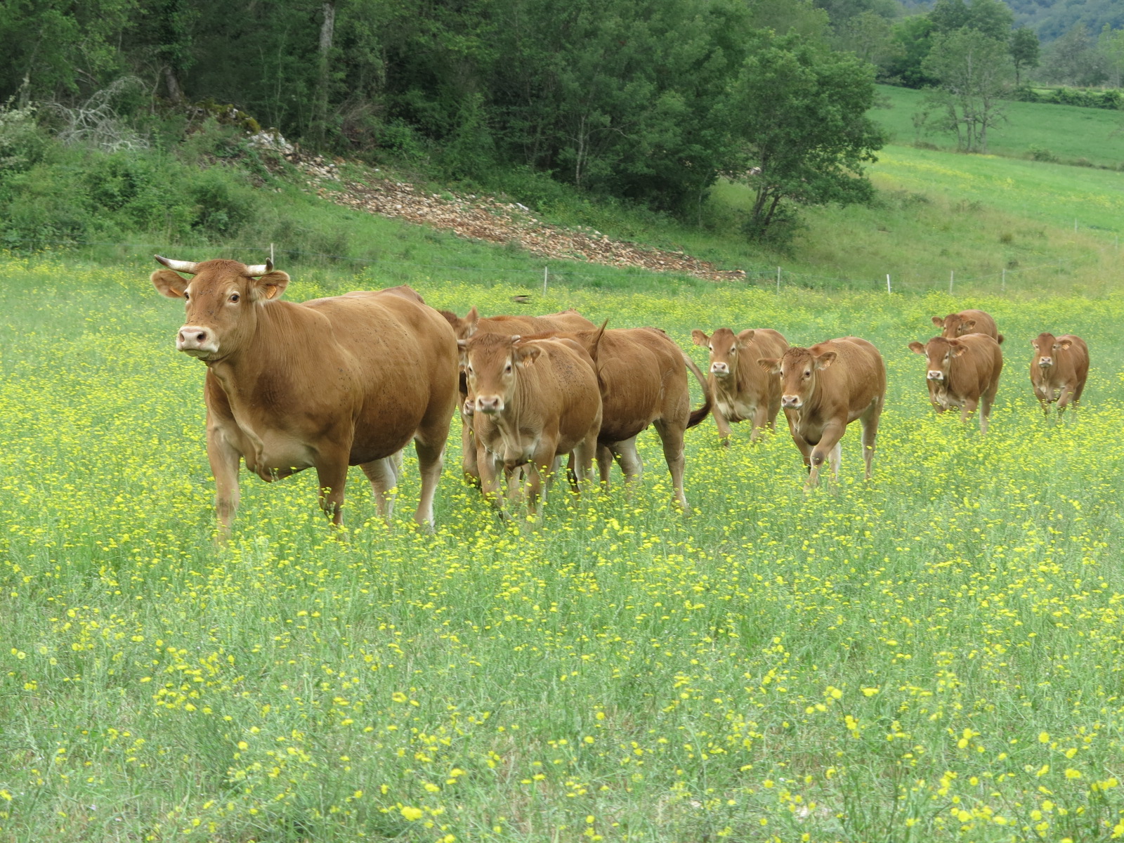 Maladie bovine : La besnoitiose dans le Lot