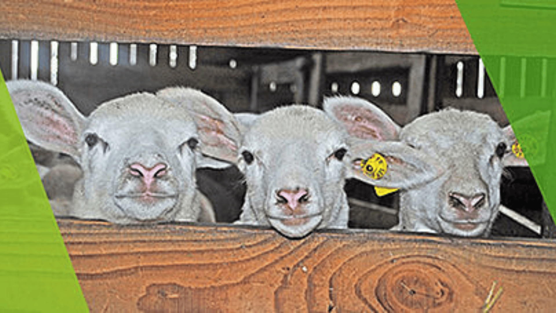 La chronique ovine : Du nouveau sur Equip’Innovin
