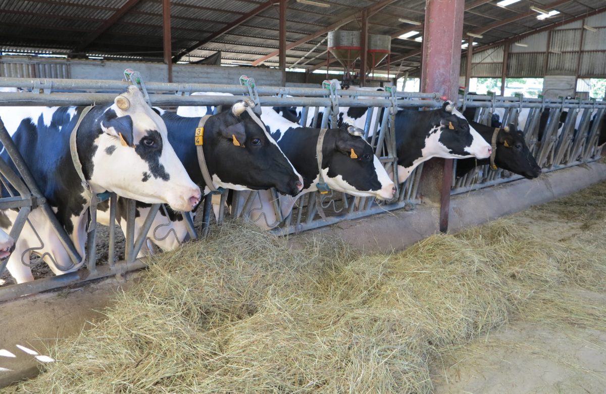 Les acides gras du lait, utile pour piloter l'alimentation de votre troupeau ?