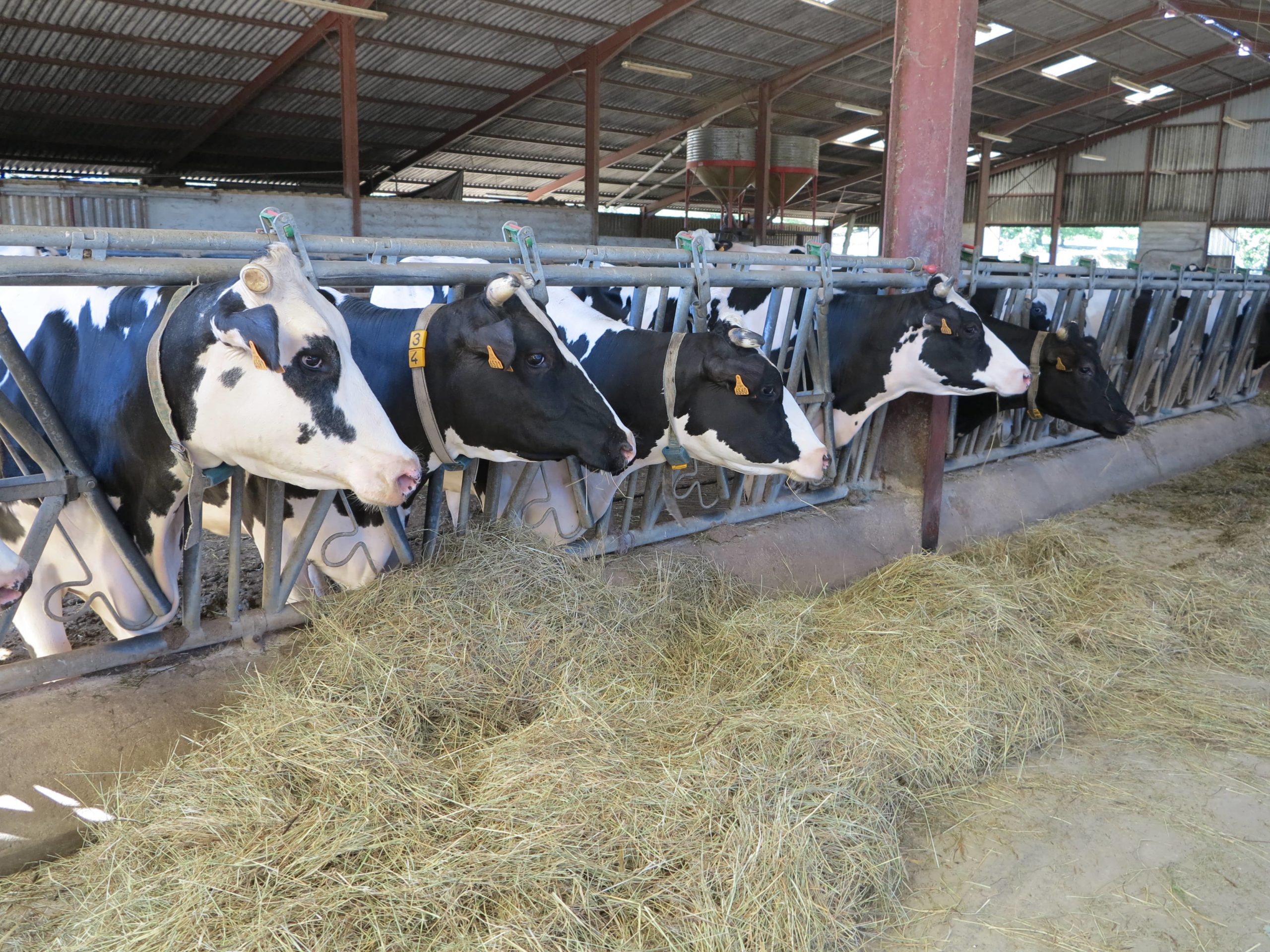 Les acides gras du lait, utile pour piloter l’alimentation de votre troupeau ?