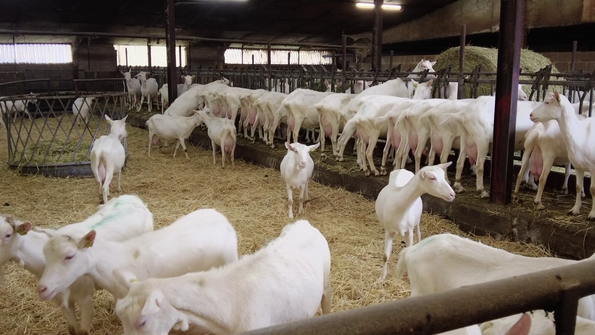 Ovin caprins : Déclaration des aides ovines et caprines