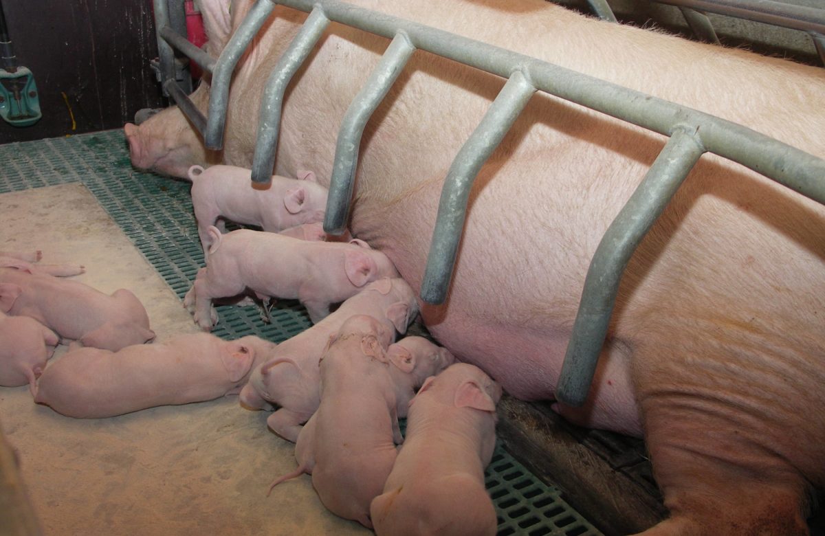 Agro-Bachelor « Métiers du conseil en élevage » : Le parcours porcin de retour à Bernussou