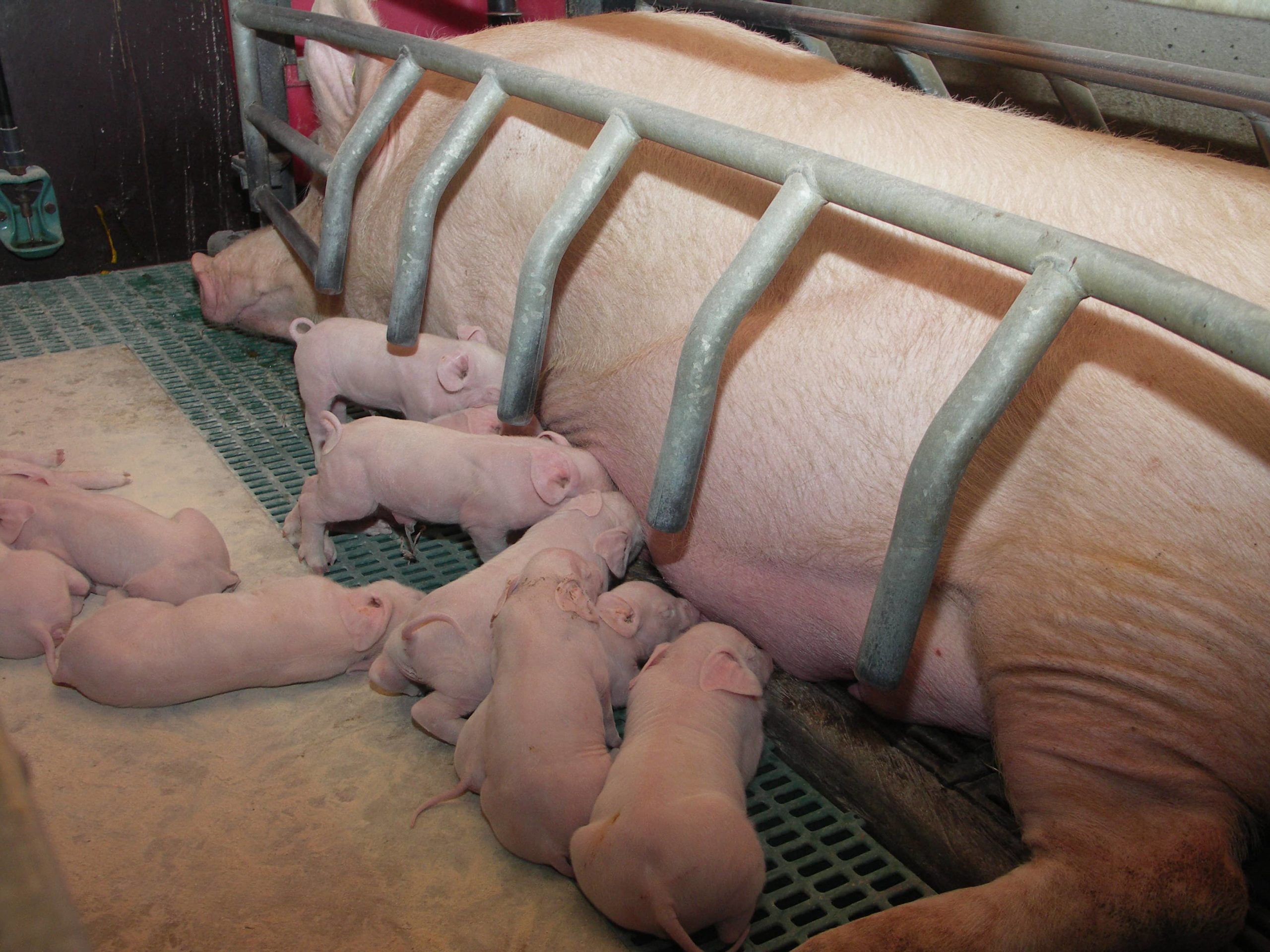 Agro-Bachelor « Métiers du conseil en élevage » : Le parcours porcin de retour à Bernussou