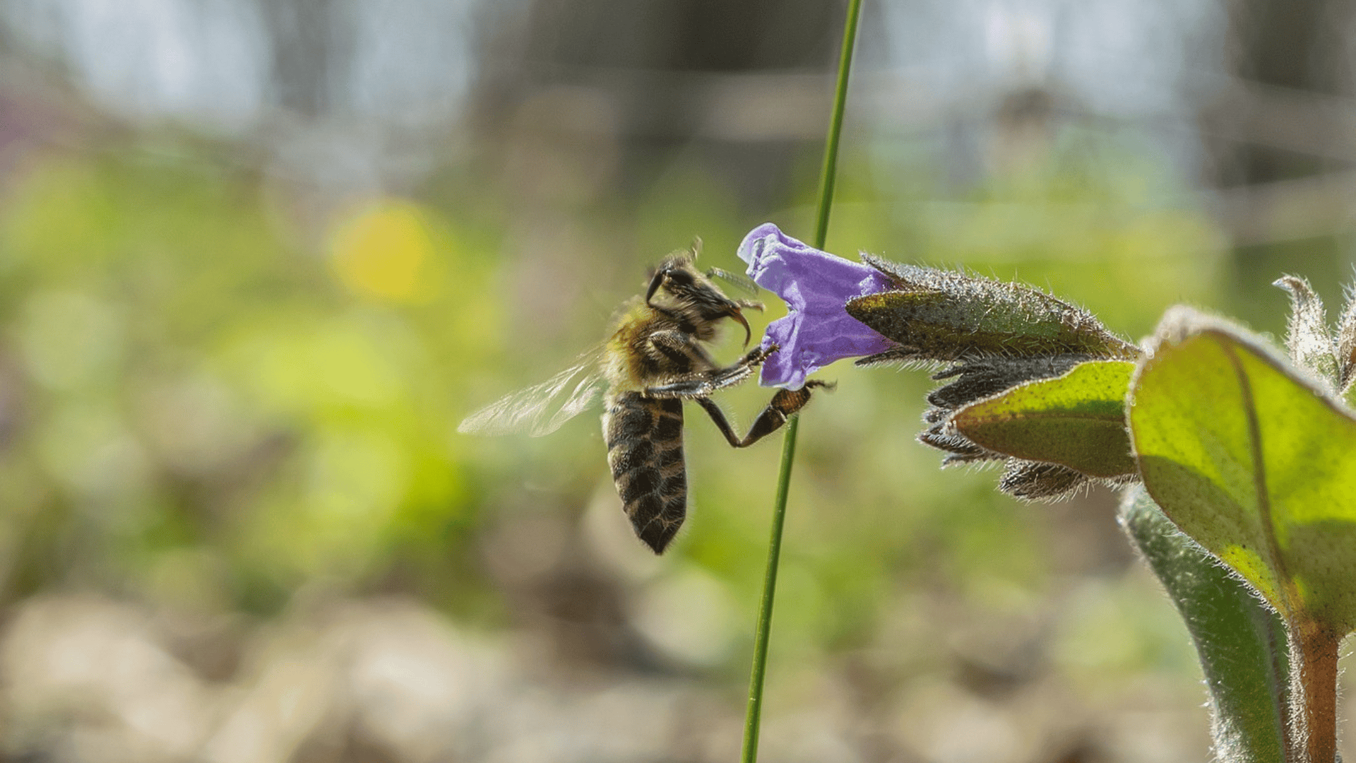 CNPF : « Des abeilles dans ma forêt » Le mercredi 10 mai à 14h00