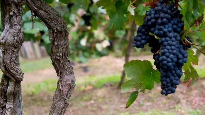 Le Gouvernement met en place une « task force » pour les entreprises viticoles