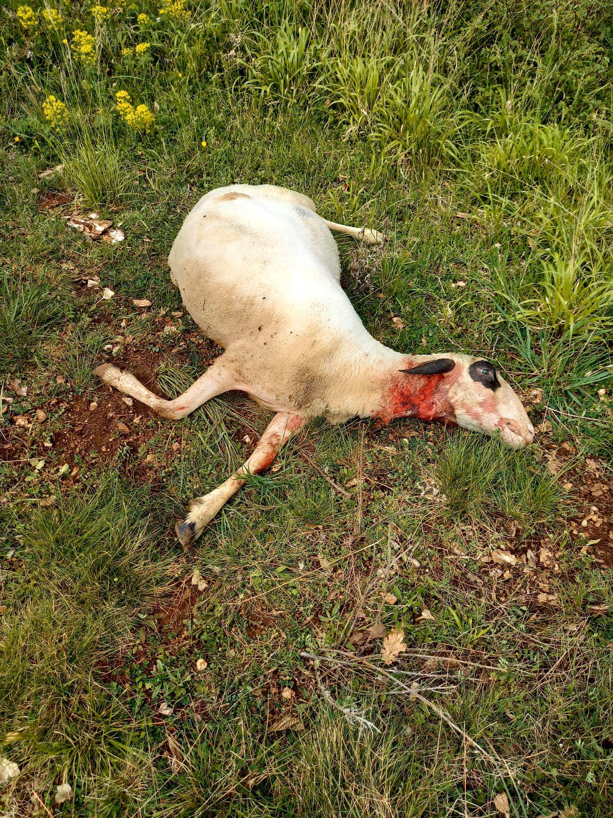 Mort du loup : Soulagement des éleveurs ovins