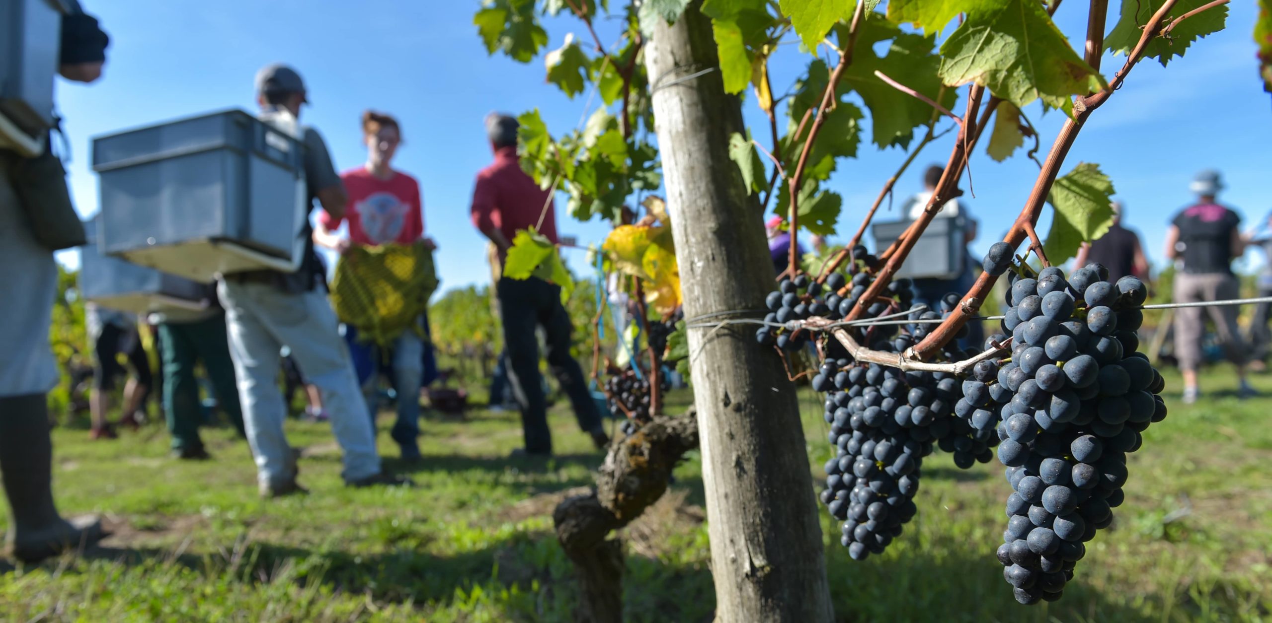 À l’approche des vendanges, la MSA MPN vous conseille en matière de