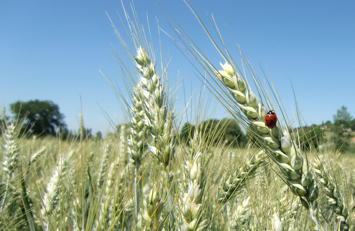 Choix variétal en blé bio : Résultats de la vitrine variétale blé bio du Lot 2023
