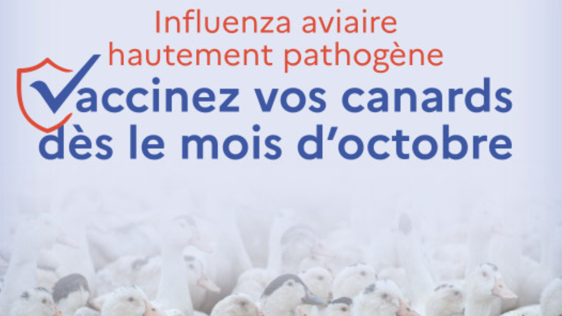 Tout ce qu’il faut savoir sur le plan d’action vaccination IAHP en France