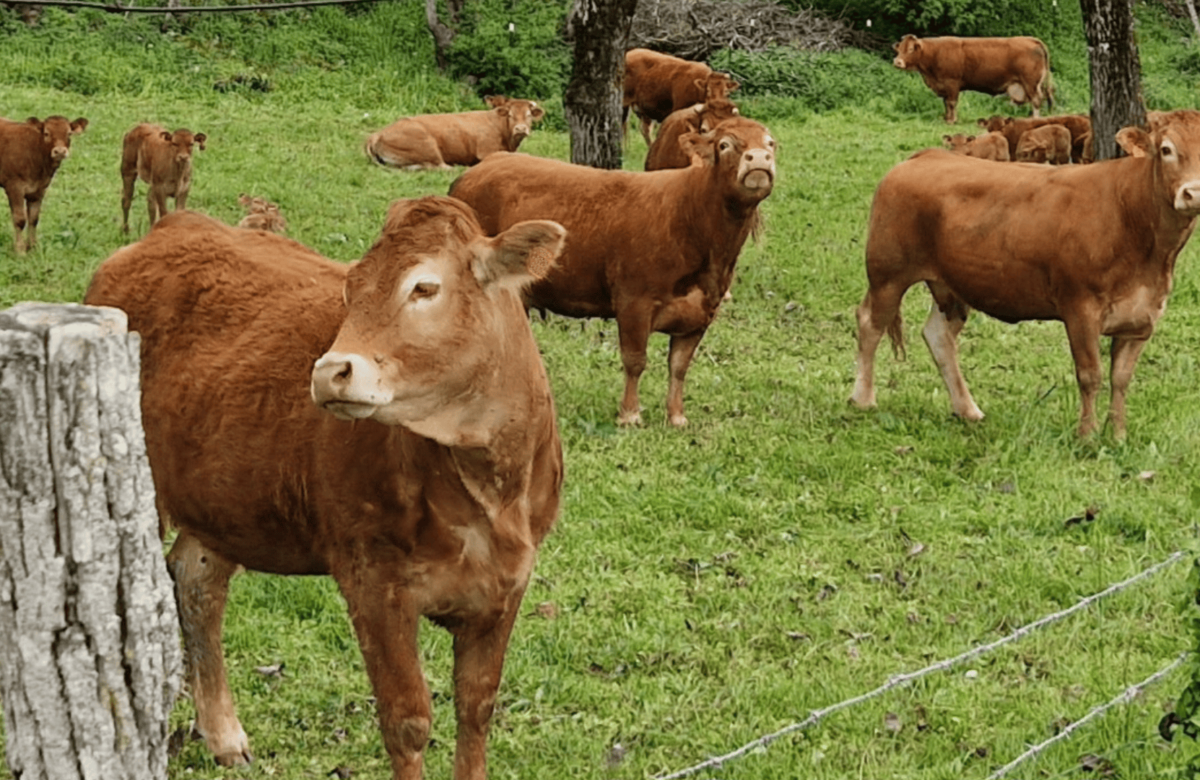 Santé animale : détection de premiers foyers de Maladie Hémorragique Epizootique en élevages bovins