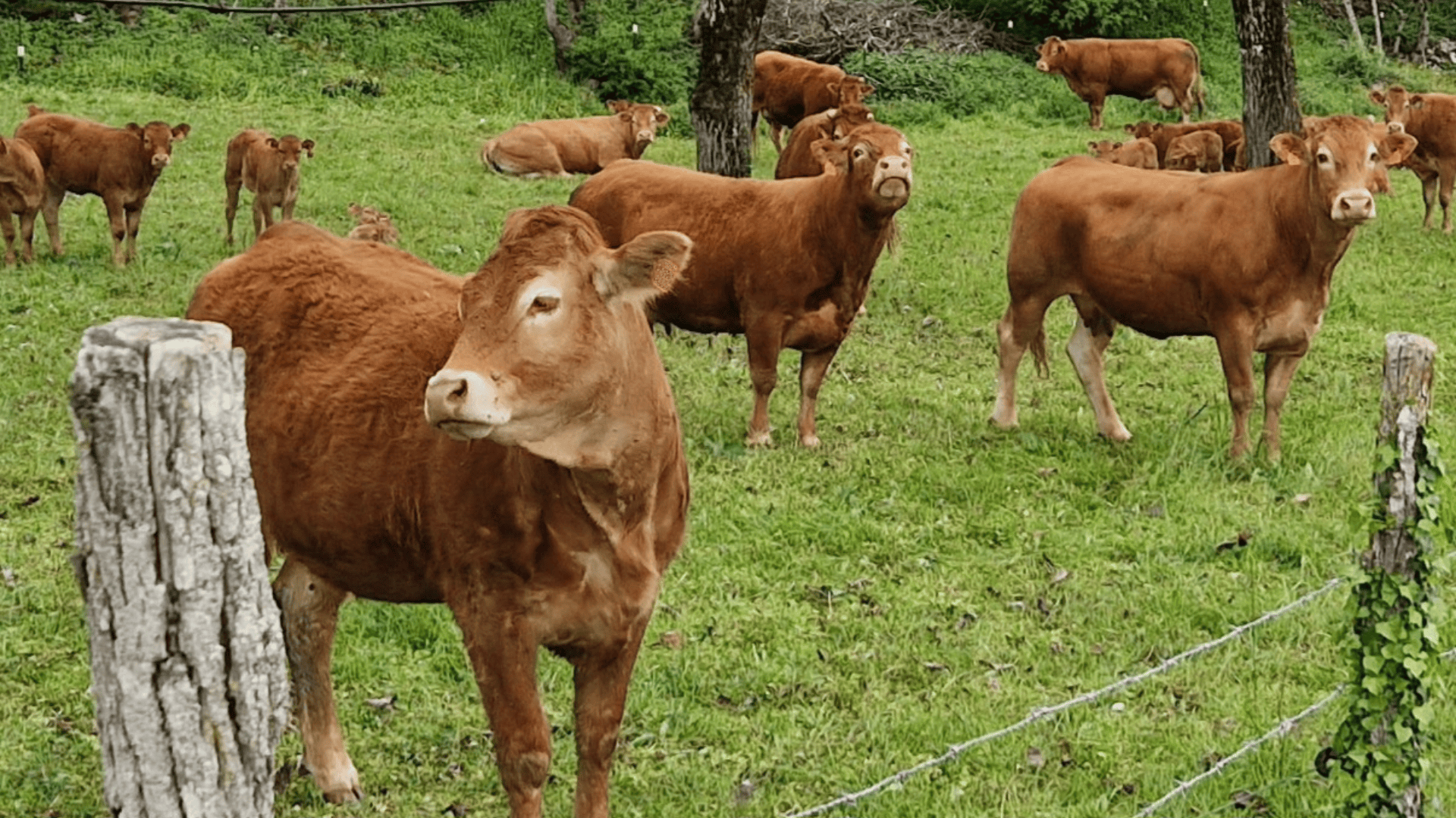 Santé animale : détection de premiers foyers de Maladie Hémorragique Epizootique en élevages bovins