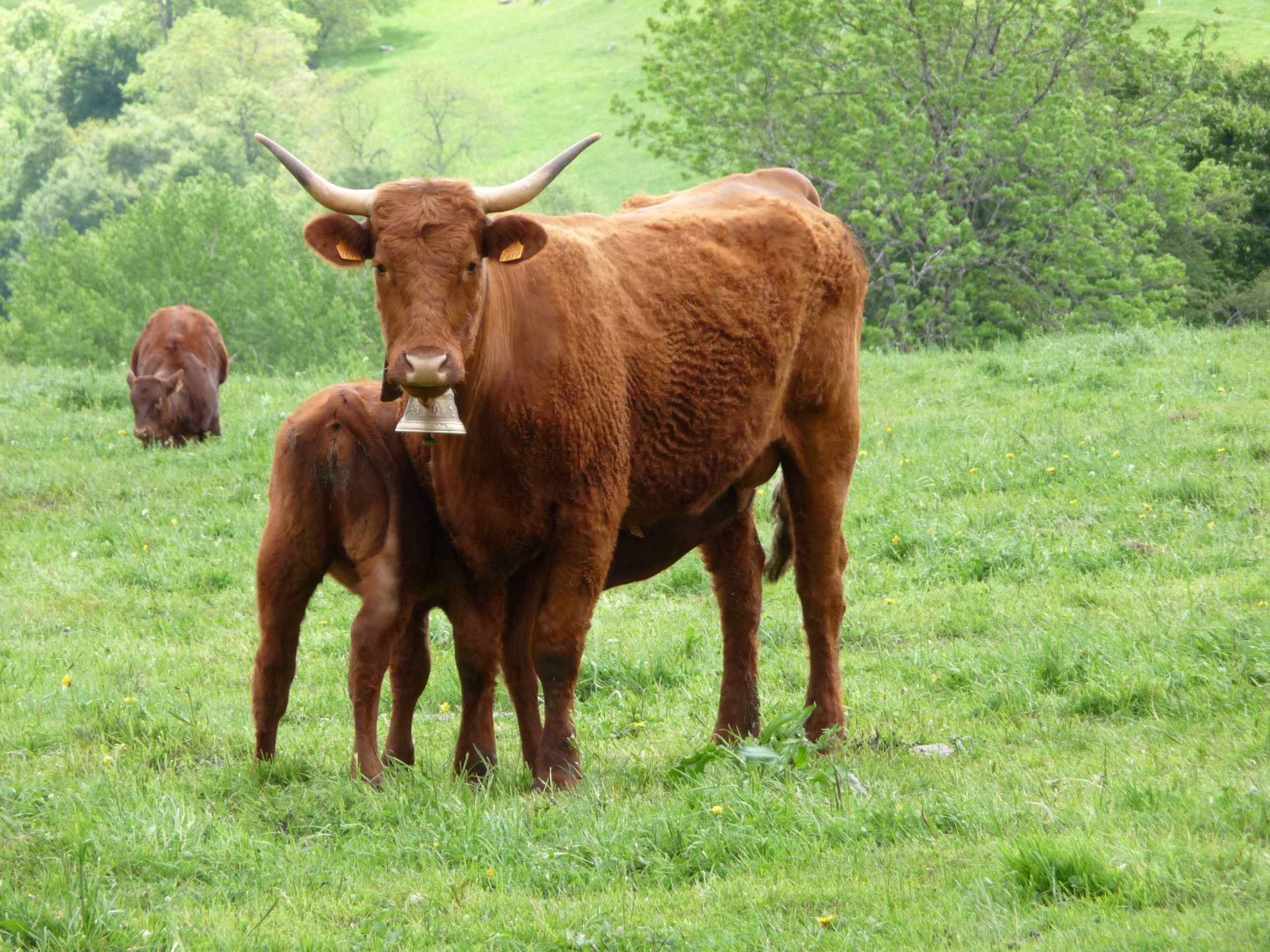 Bio : Marchés et règlementation viandes ovines et bovines