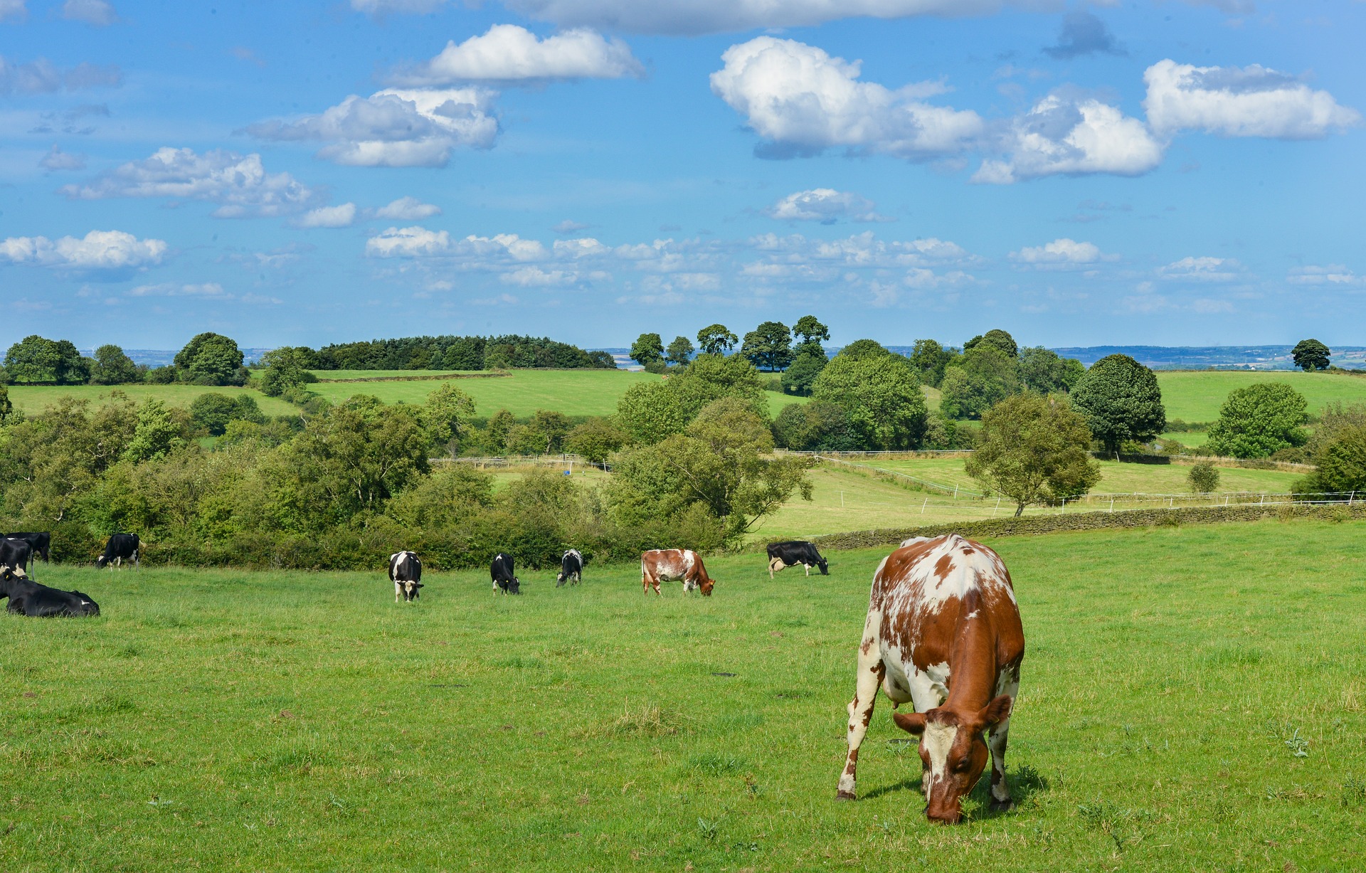 Crises sanitaires en élevage ruminant : Des réponses et des perspectives attendues en urgence !