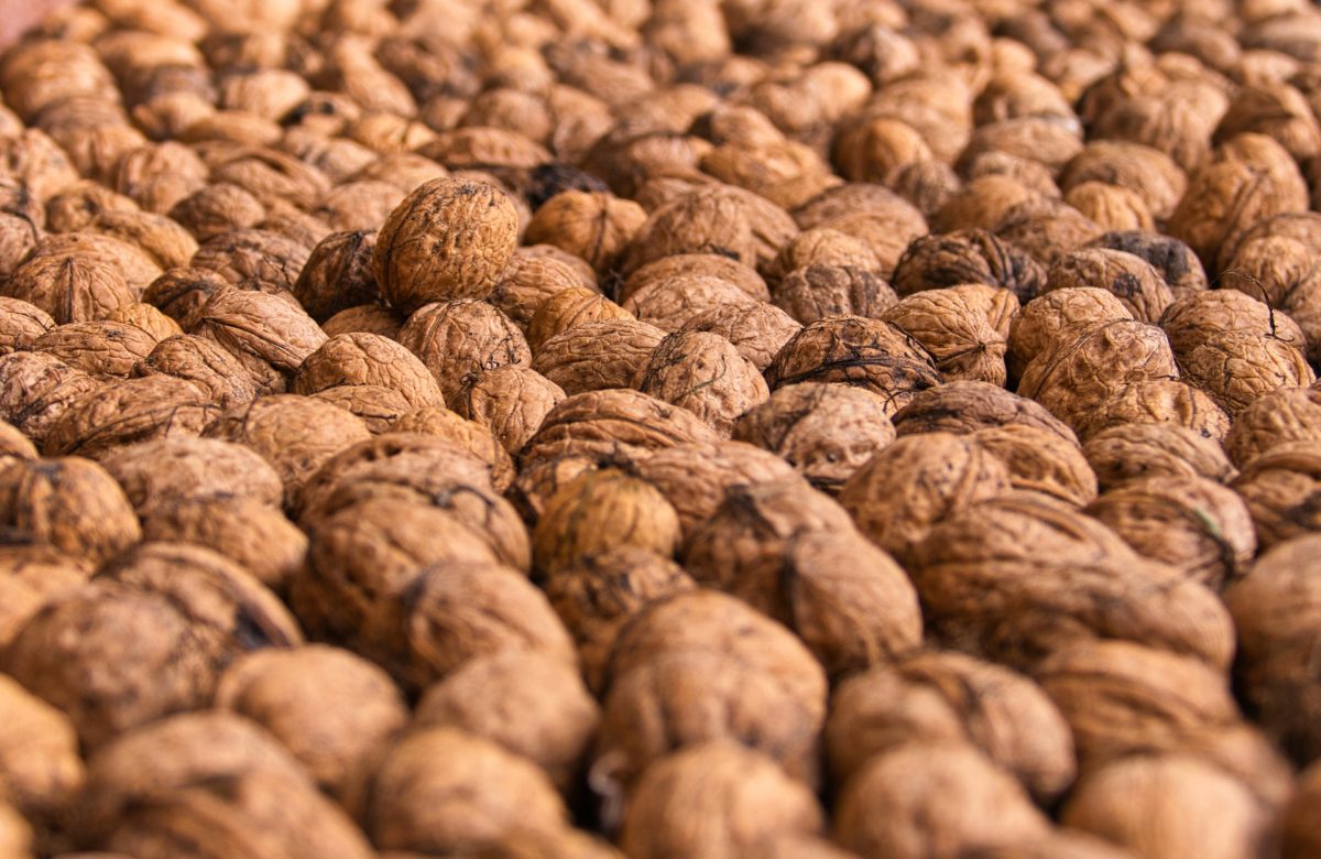 Producteurs de noix : Les prix remontent mais restent insuffisants