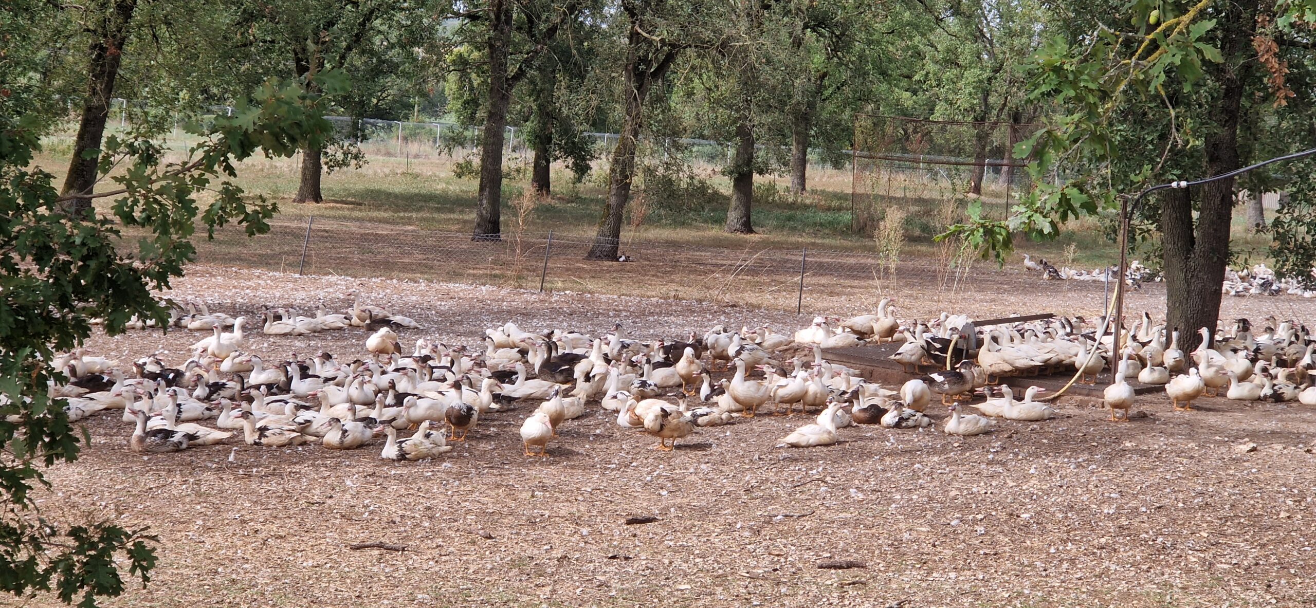 Influenza aviaire : six mois après le début de la campagne de vaccination des canards, un premier bilan très positif