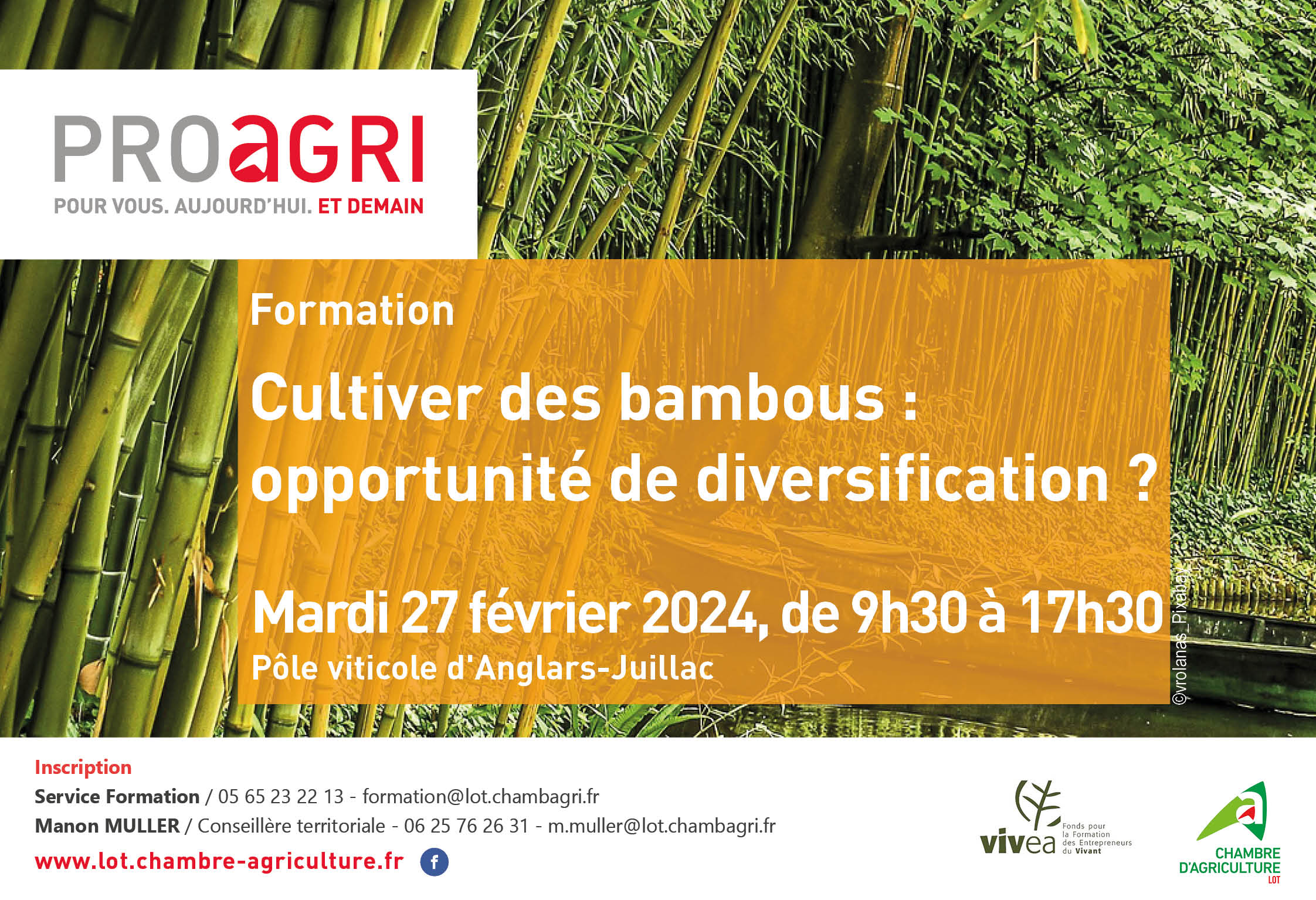 [FORMATION] Mardi 27 février : cultiver des bambous : opportunité de diversification ?