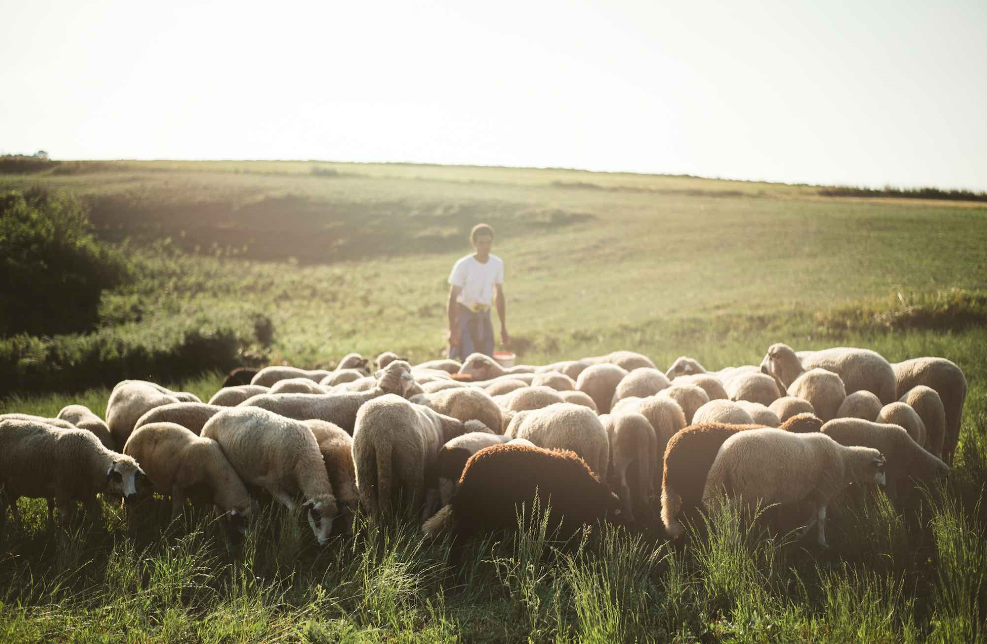 Exception agricole : l’élevage ovin s’estime oublié