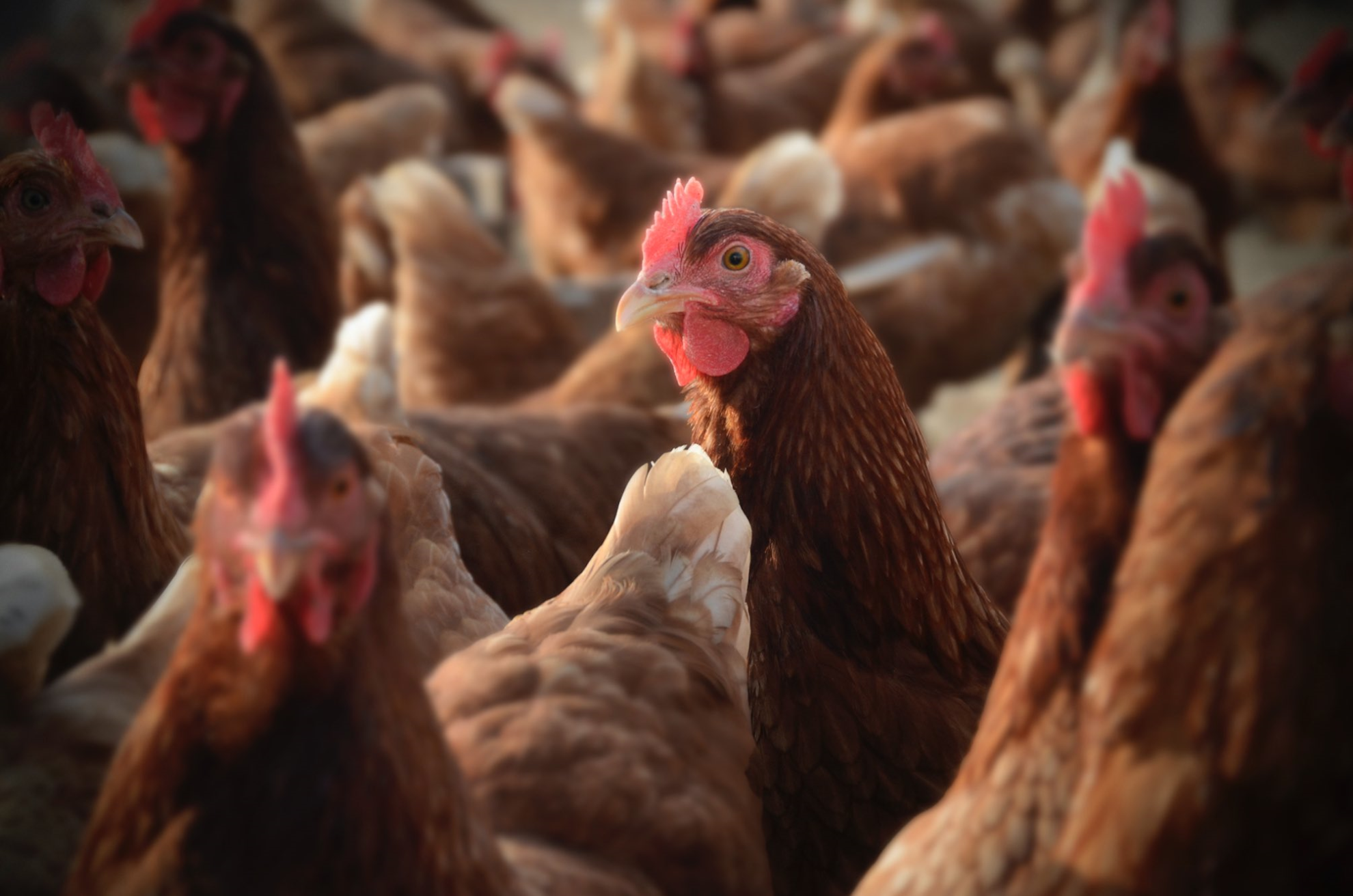 Production, consommation : le poulet tient toujours la corde