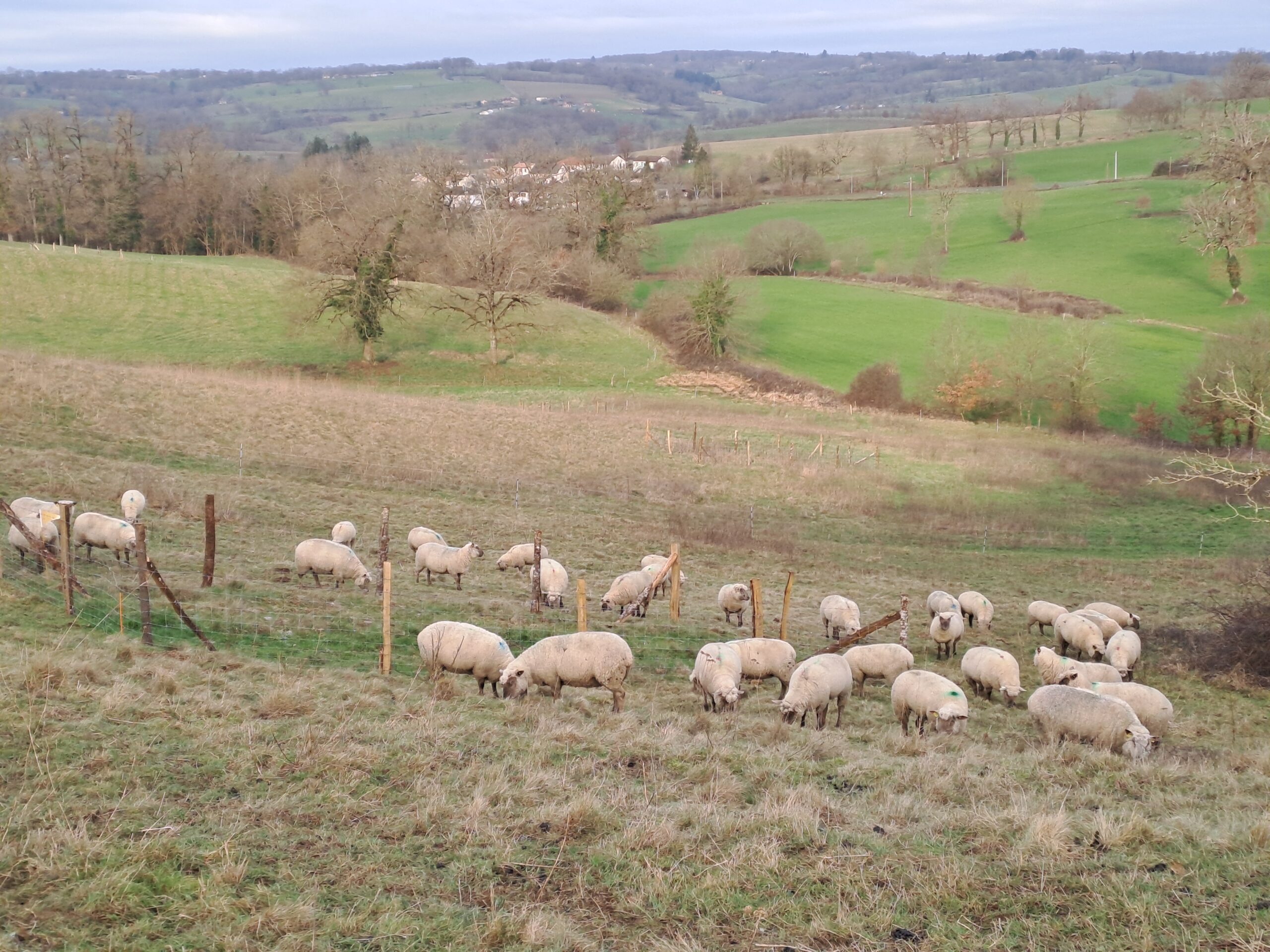 La chronique ovine | Bonne valeur alimentaire confirmée pour l’herbe d’hiver