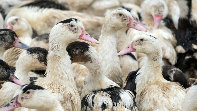 Influenza aviaire : l’amélioration de la situation sanitaire permet d’abaisser le niveau de risque du niveau « élevé » au niveau « modéré »