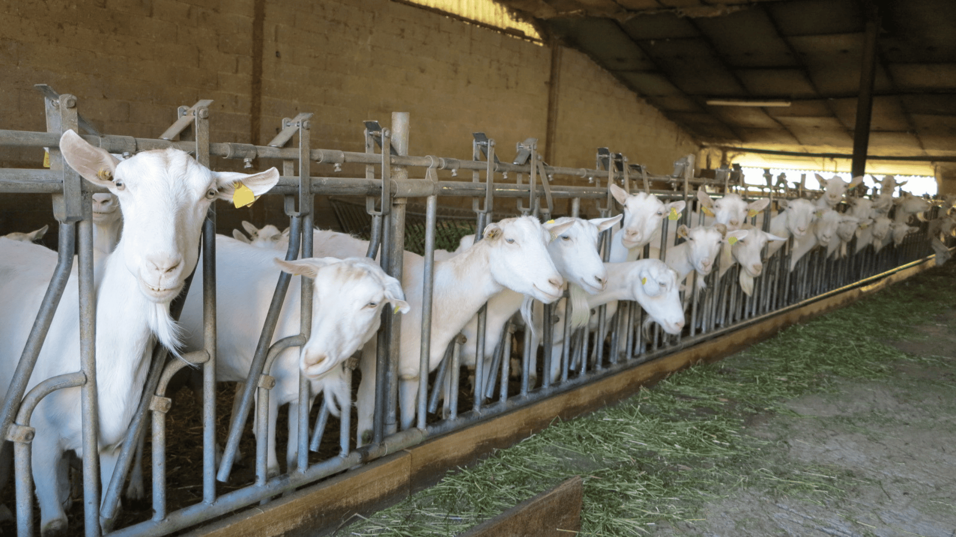 Le revenu des éleveurs de chèvres a progressé en 2023