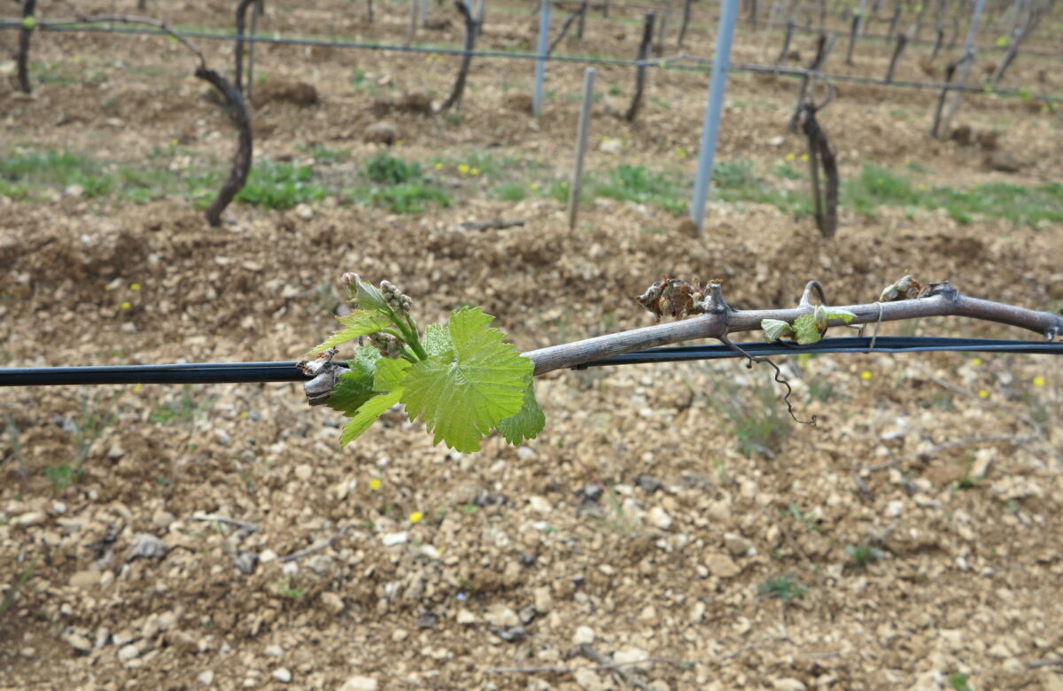 Gelées tardives du 18 au 23 avril : De très gros dégâts sur les vignes et les arbres fruitiers