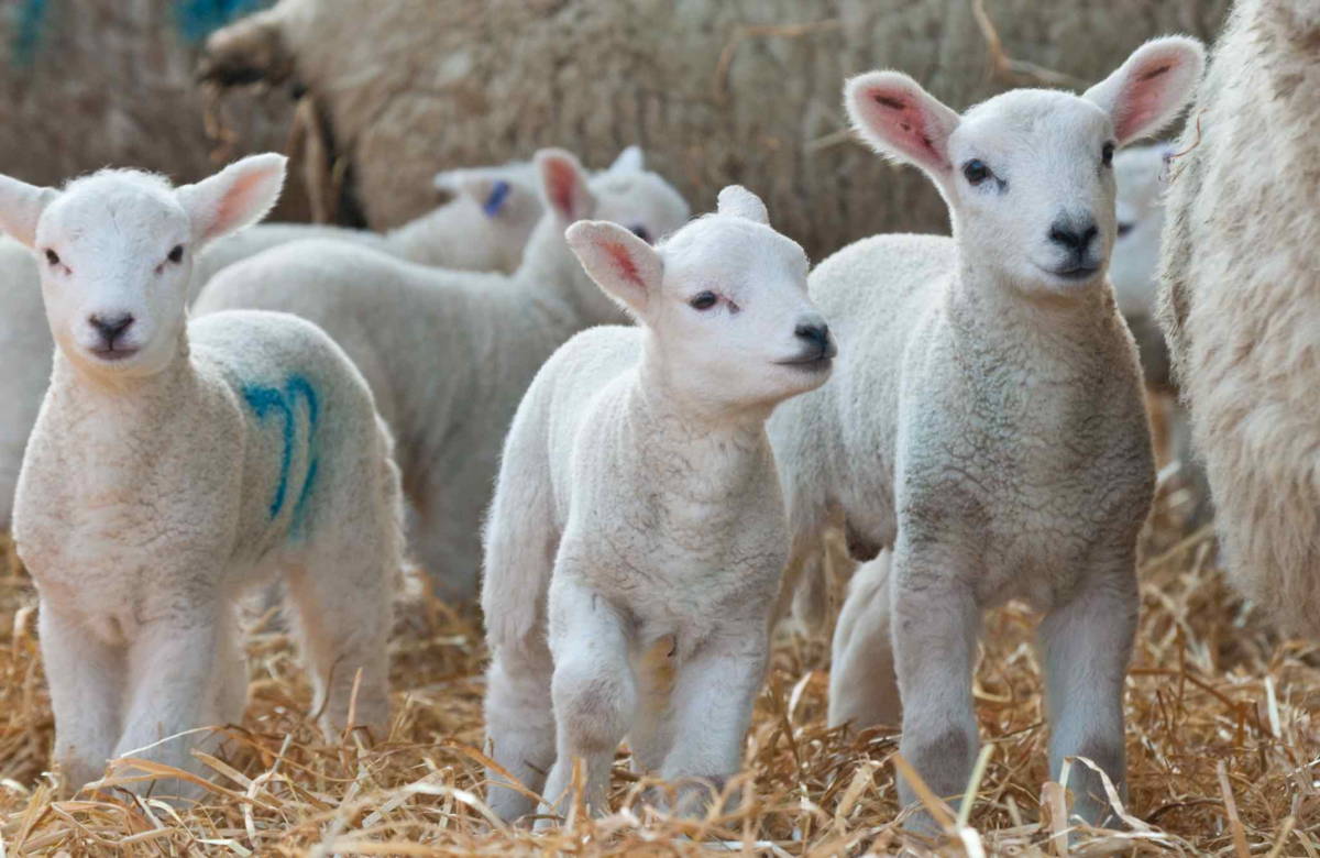 Hausse des abattages d’agneaux en mars