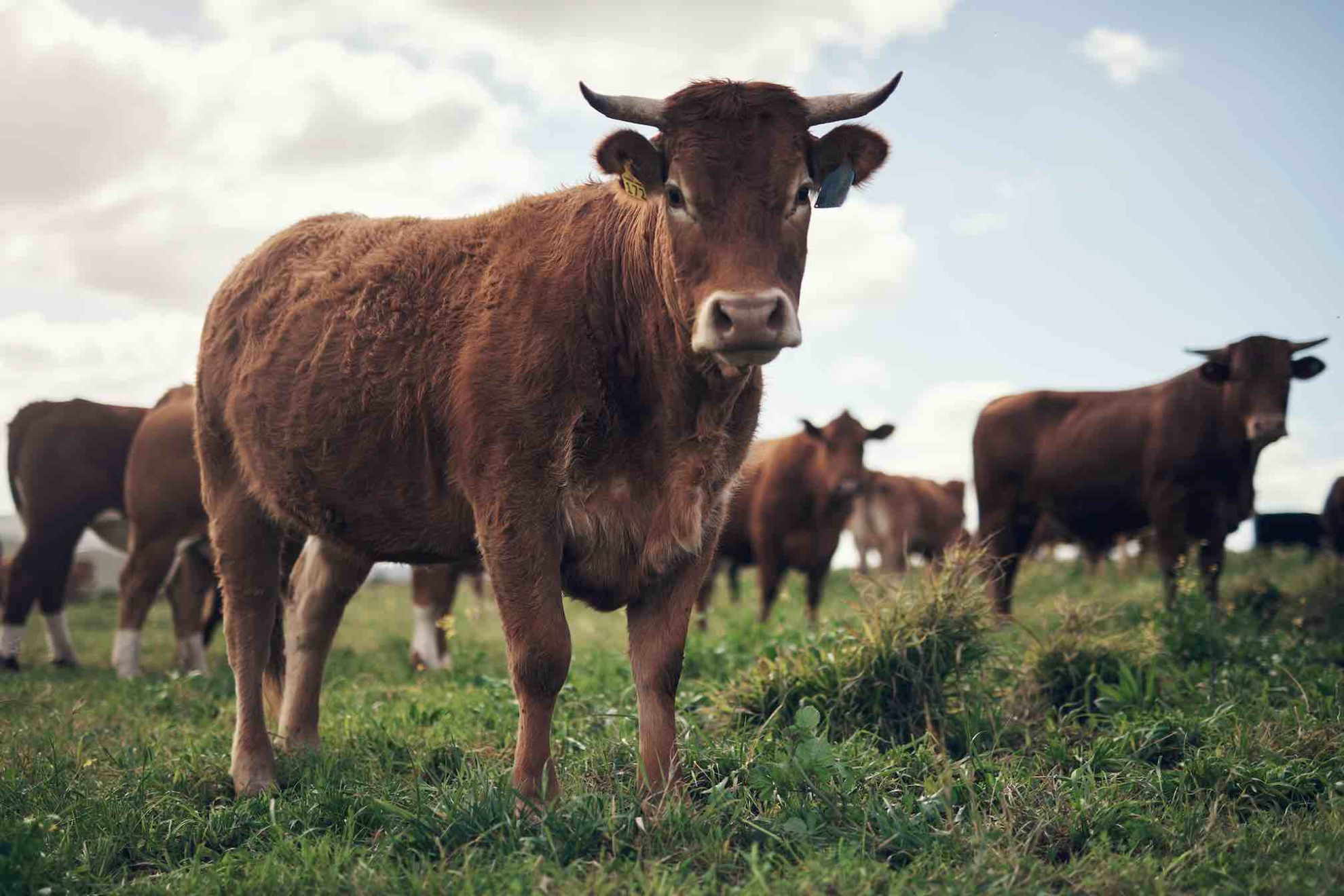 Bovins : baisse des abattages en mars