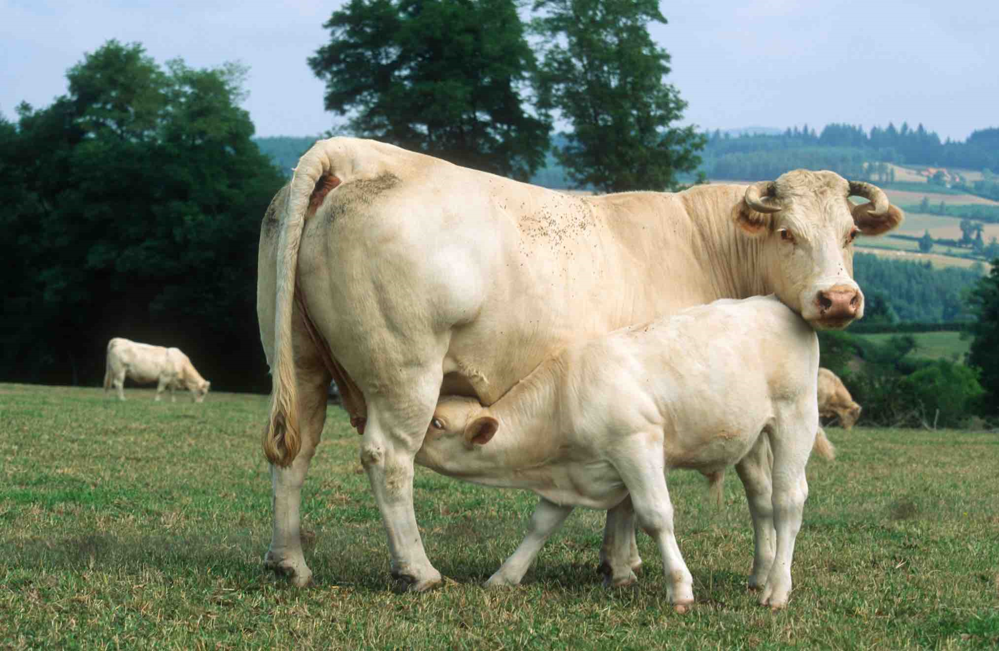 Viande de veau : consommation et production sur le déclin