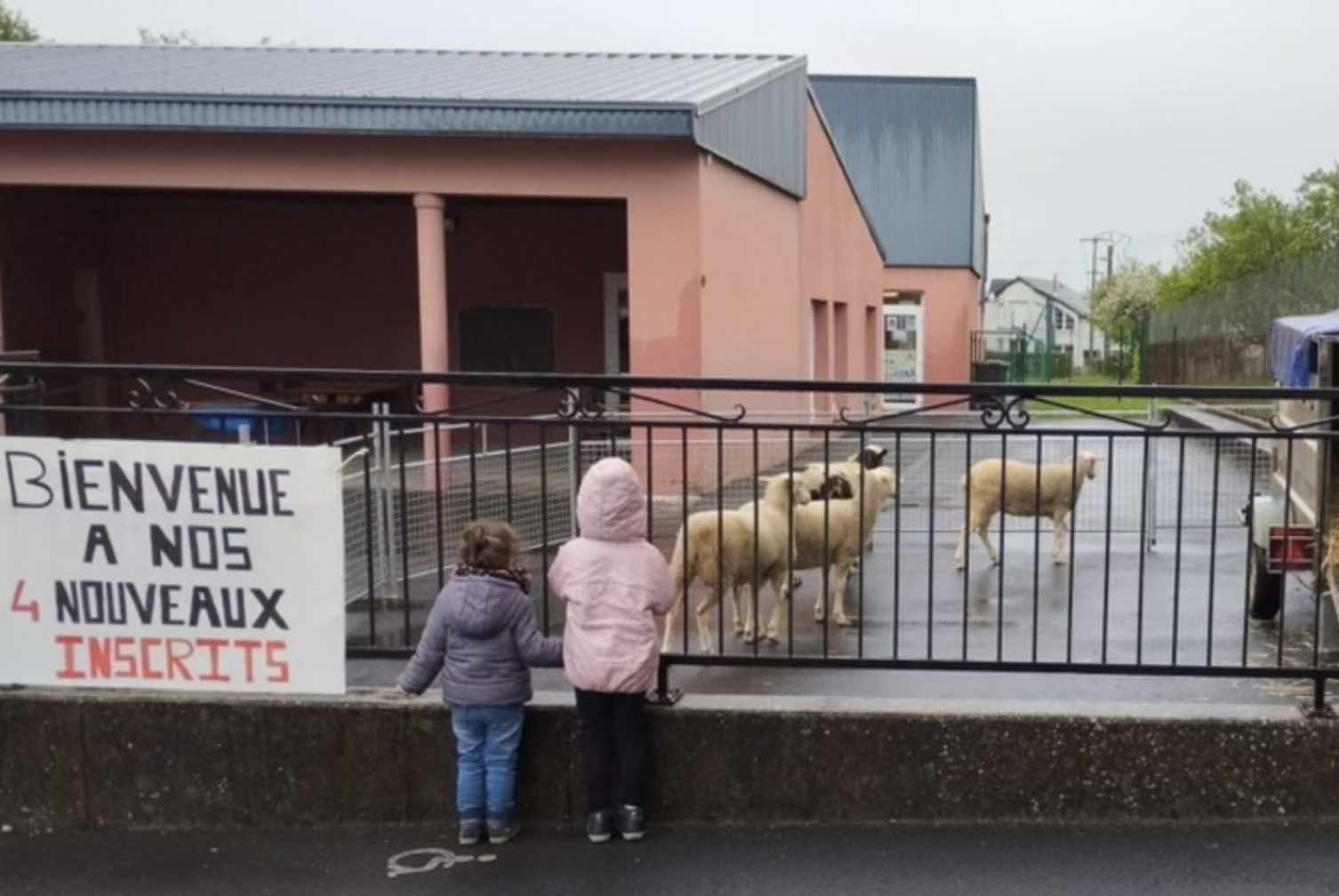 Insolite : quatre moutons inscrits à l’école