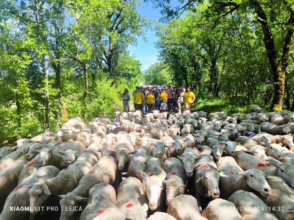 Une belle journée dédiée au pastoralisme à Lugagnac !