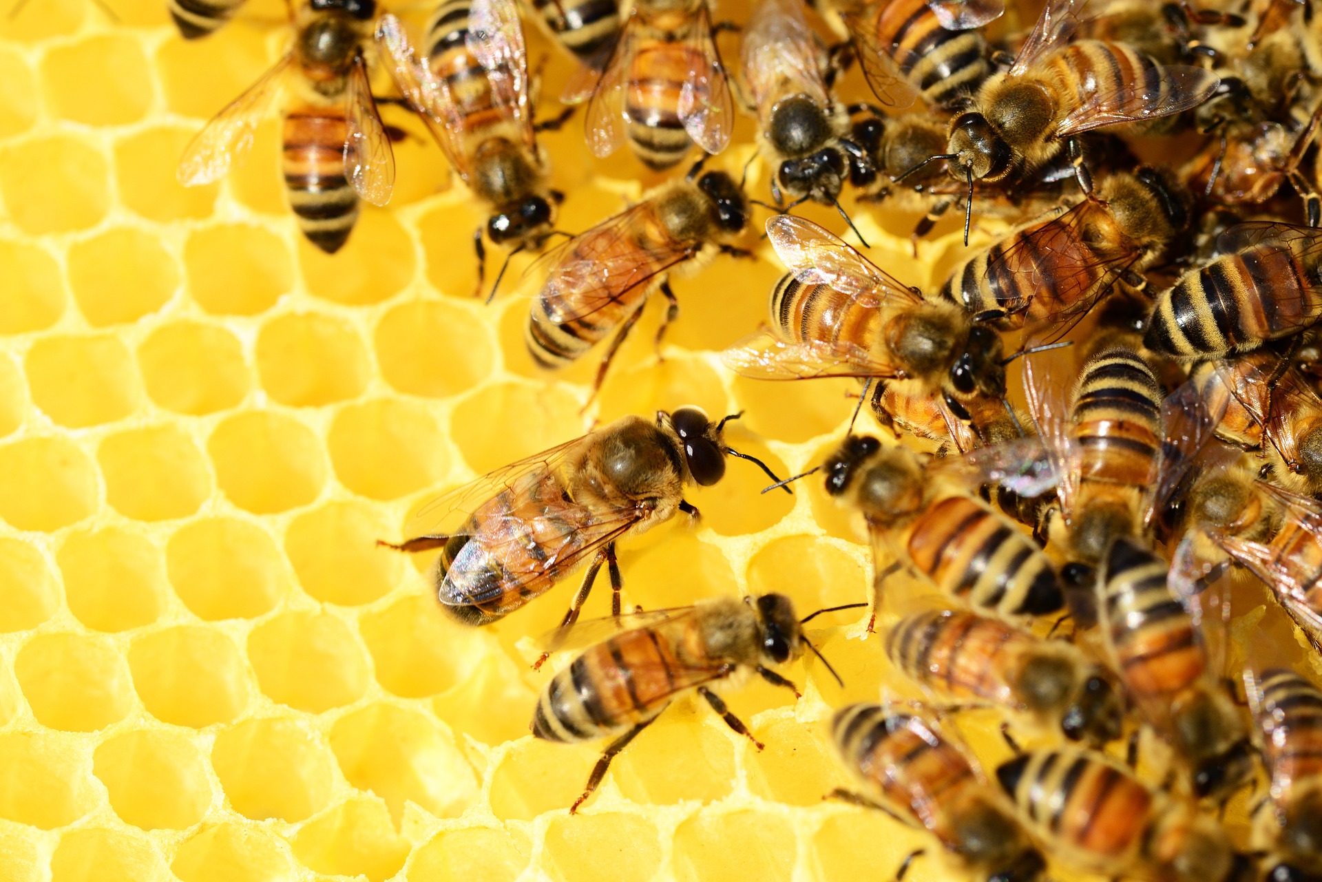 Apiculture : près de la moitié des miels importés sont suspects
