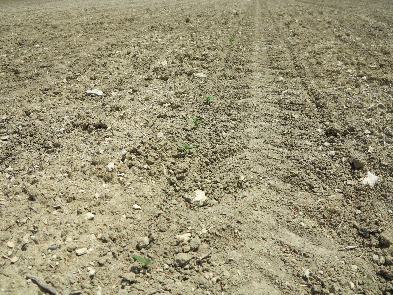 Quercy blanc : Gros dégâts des pigeons sur les semis de tournesol