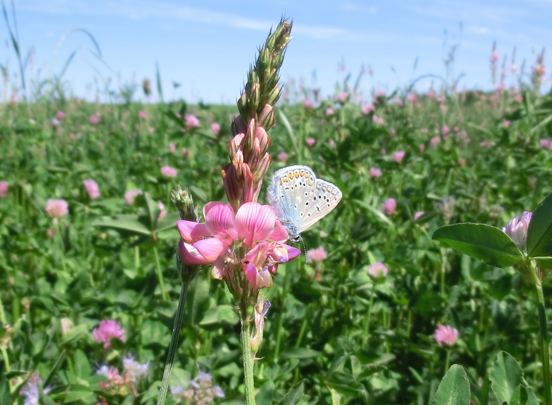 Temps d’échanges autour de la couverture des sols dans le Quercy Blanc ce 19 juin