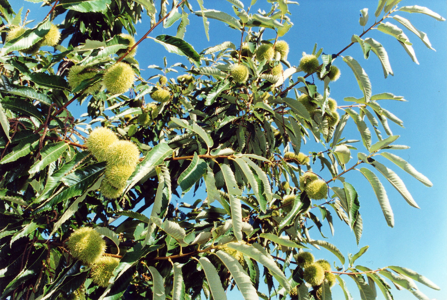 FranceAgriMer Lance des Appels à Projets pour Soutenir la Filière Châtaigne