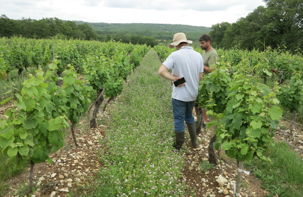 [Enquête] Quel vignoble bio pour demain ?