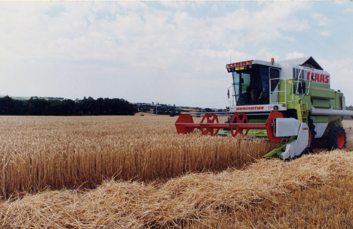 Récolte de blé : Des rendements nationaux en forte baisse