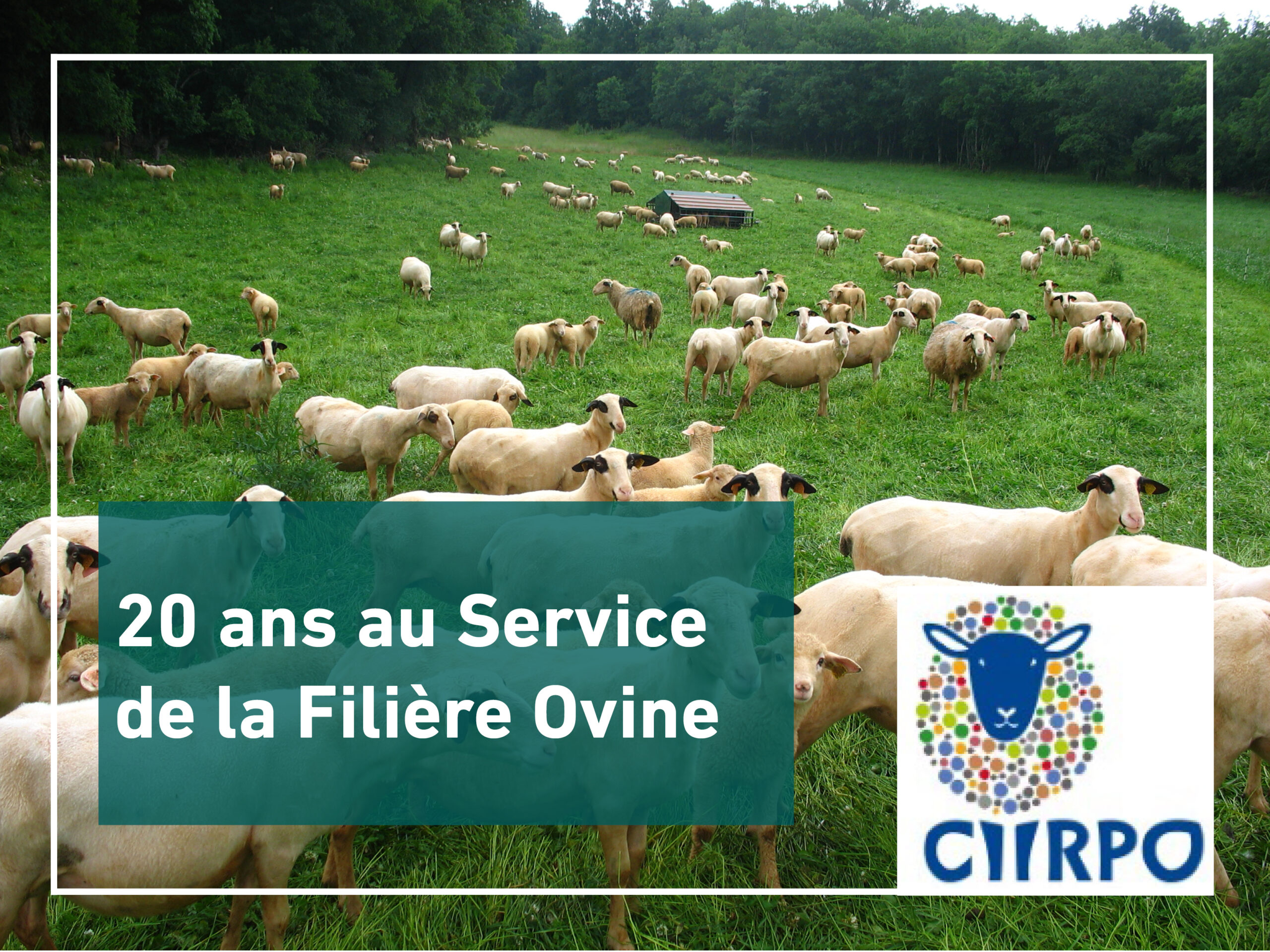 Le CIIRPO : Deux Décennies au Service de la Filière Ovine