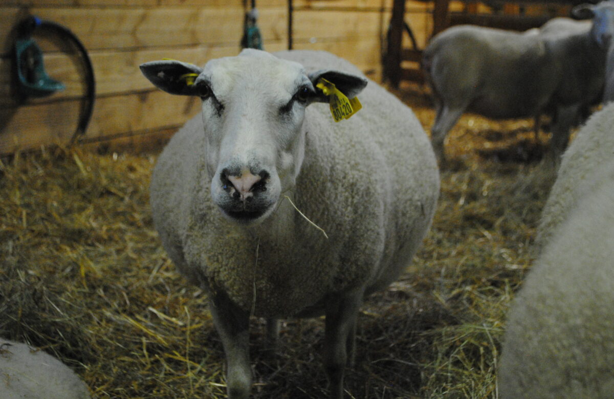 La chronique ovine : Soigner les toxémies de gestation